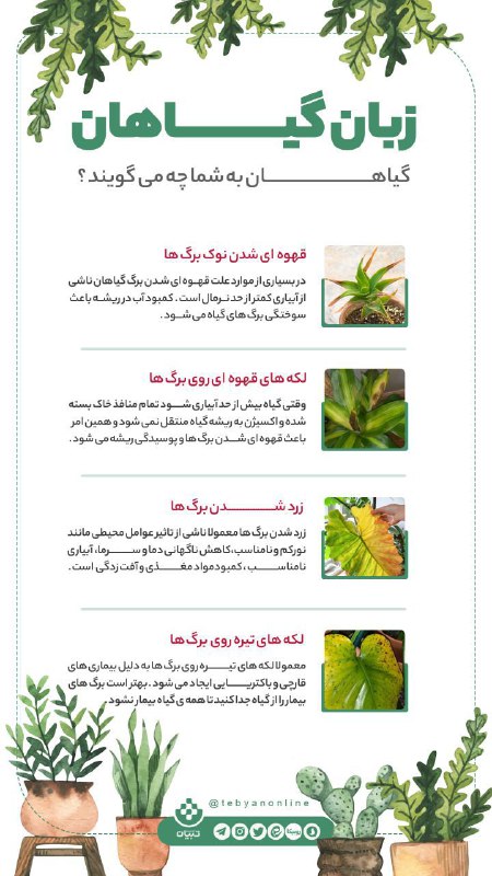 تربت‌ جام آنلاین: 🔶زبان گیاهان✅ تربت جام آنلاینتلگرام:🆔 https://t.me/Torbatjam_Onlineروبیکا:🆔 https://rubika.ir/TorbatjaamOnline