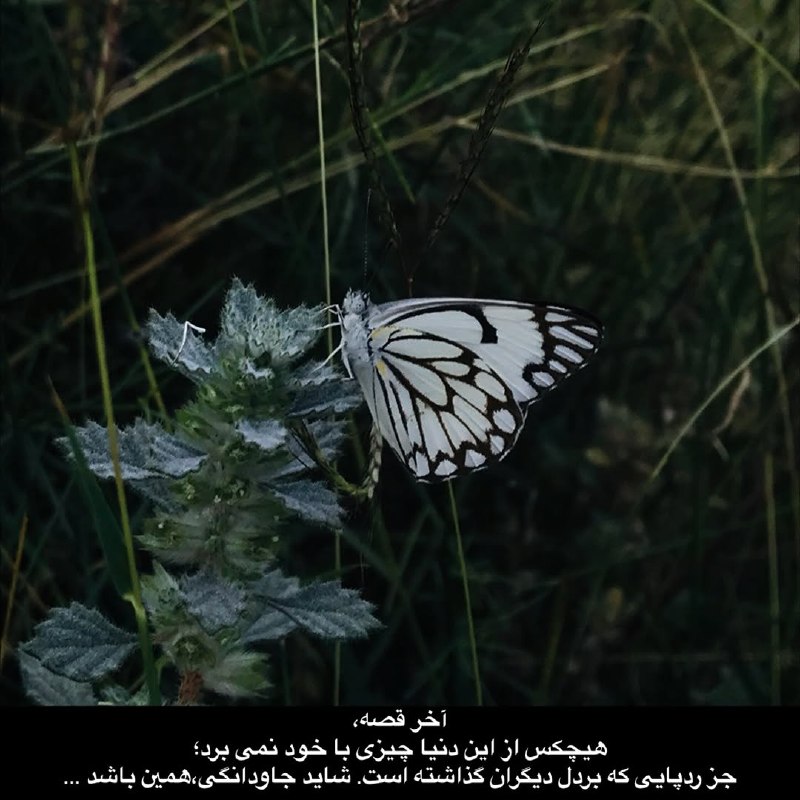 ژلوفن | gelofen: ⁨ ⁨ آخرٍ قصه،هيچ كس از اين دنيا چيزى با خود نمى برد؛ جز ردپايى كه بردل ديگران گذاشته است.شايد جاودانگی،همين باشد ...⁩@ge