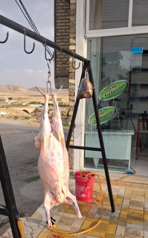 ❤ شیروانه ❤: کشتار گوسفند غلامی09189811580