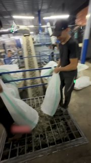 סצנות מכבישת זיתים בעיירה בית רימא, צפונית מערבית לרמאללה