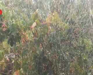 🎦 גשמים בג'ירופט, קרמן