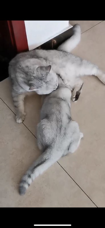 帮同事寄养一只三个月的小猫，小猫把我家大公猫当奶妈了…大猫也很配合…帮同事寄养一只三个月的小猫，小猫把我家大公猫当奶妈了…大猫也很配合…