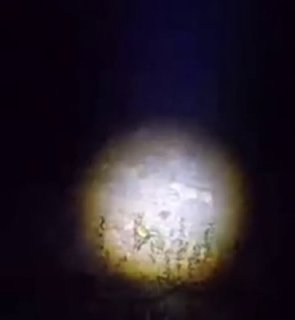 🎦 זיהוי נמר בקצה גני רודאפשאן של דמאוואנד