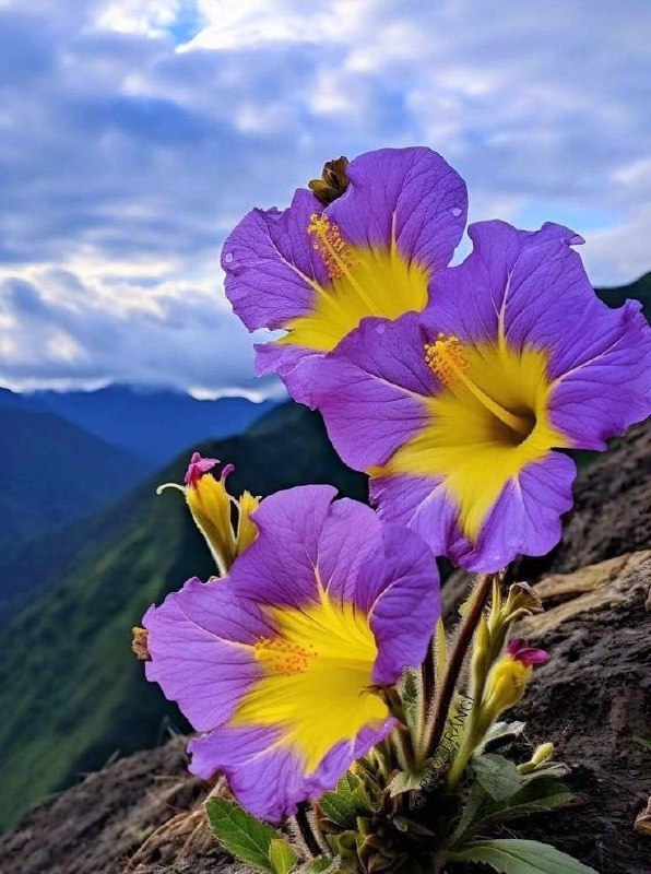 💞قلب های عاشق💞: 🌼ســلام بــه صبح ⚘سلام به زنـــدگی 🌼که برای بودنش زنده ایم ⚘سلام به مهربانی 🌼که همه بهش محتـاجیم ⚘سلام به شما 🌼روزتون پر