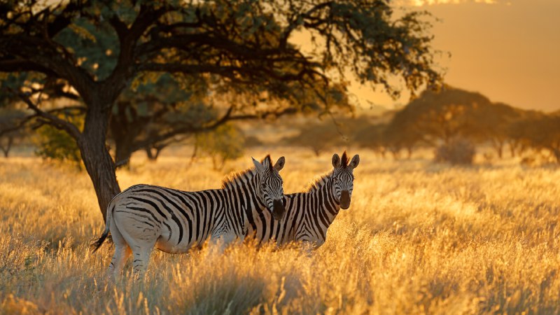 Anything but plainPlains zebras at sunrise, Mokala National Park, South Africa (© EcoPrint/Shutterstock)