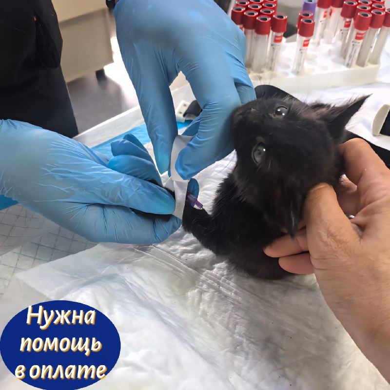 Помогите спасти малыша!
У нашего волонтёра на...