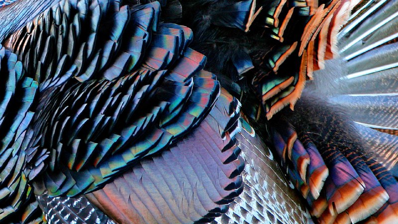 The echoes of PlymouthMale wild turkey plumage, Aransas Natural Wildlife Refuge, Texas (© George McCarthy/Minden Pictures)