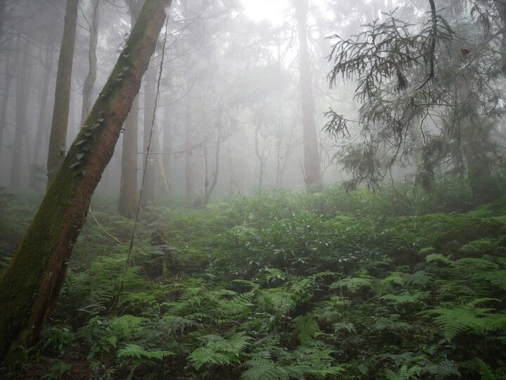 眠月線｜用雙鐵走盡失落在阿里山裡的森林鐵路