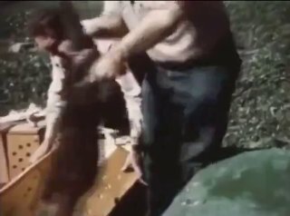 In 1948, 76 beavers were parachuted into the Idaho wilderness as part of a relocation program by the Idaho Department of Fish and Game.