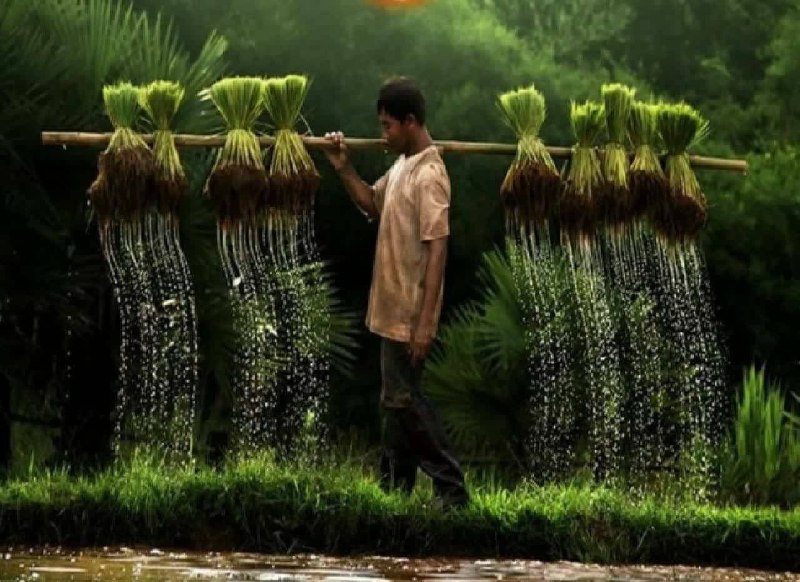 صفرتاصدکشاورزی💯✅: *🌍 تصویر زیبا از کشاورزی در بنگلادش*✅❇️کانال صفرتاصدکشاورزی👇👇@agriengineer✅https://t.me/+P3Pb5GnDQD1MPDH0