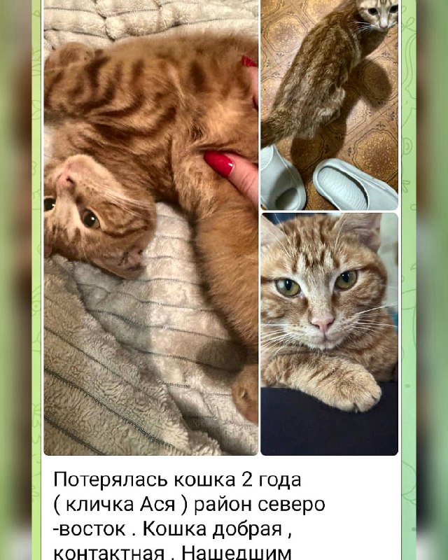 Потерялась двухлетняя кошка по кличке Ася в районе...