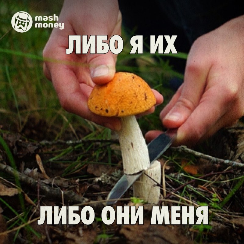 Бизнес на функциональных грибах принес 534 млн рублей выручки совокупным итогом