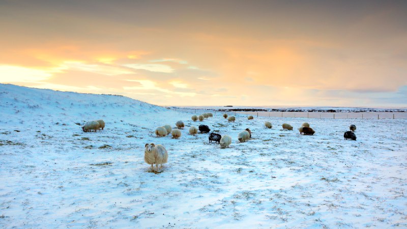 Feasting through frostSheep grazing in snow, Iceland (© Christophe Lehenaff/Getty Images)