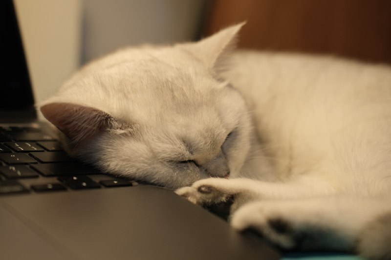 同事的猫太暖了，靠着电脑睡了两个小时，真的不想还给同事了