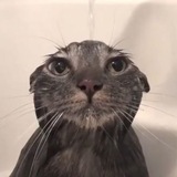 Огуречная кошка