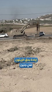 רצח עם בזיתים.. הכיבוש עוקר עשרות עצי זית משני צידי הכביש המחבר בין הערים עראבה ויעבד, מדרום-מערב לג'נין.