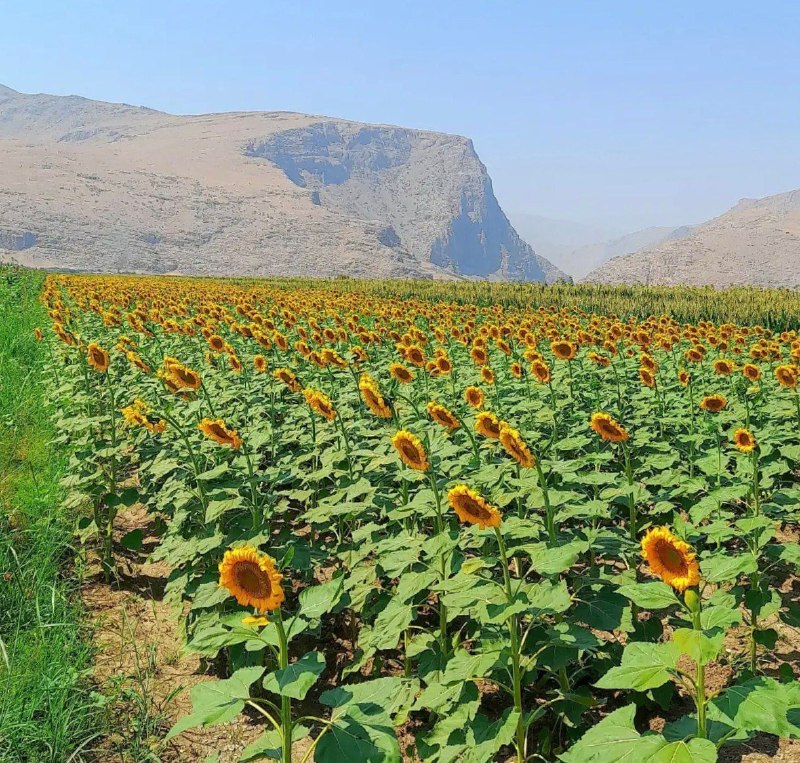 کرمانشاه ۱۹: مزرعه آفتاب گردان بخش دینور 🌱@kermanshah19
