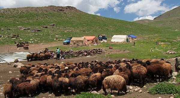 آخرین خبر آذربایجان ‌شرقی: تولید ۳۸ هزار تُن گوشت و شیر، به همت عشایر در آذربایجان شرقی🔹مدیرکل امور عشایر آذربایجان شرقی از تولید ۳۰ هزار تن شیر، ۸