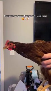 Chickens keep their heads still due to the “vestibulo-ocular reflex” and strong neck muscles, which compensate for body movements to stabilize their vision.