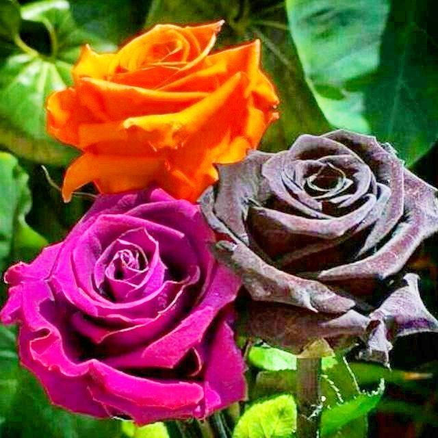 صدای ازنا: ☘️ از سه کس، سه چیز را توقع نداشته باش :▪️از کسى که با او بدرفتارى کرده‏ اى، توقع صفا و پاکدلى‏ نداشته باش،▪️و از کسى که