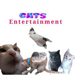 ::CATS entertainment 🐈🩶 Telegram Group Link