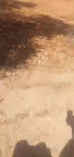 כנופיות מתנחלים ישראליות גונבות זיתים מאדמת חקלאים פלסטינים באזור אל-וואד אל-אחמר בכפר מרדה, מצפון לסלפית.