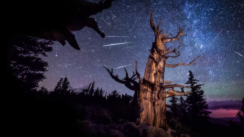 Timeless glowPerseid meteor shower and an ancient bristlecone pine, Great Basin National Park, Nevada (© Wirestock Creators/Shutterstock)