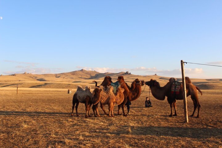 類偷渡客之旅 蒙古簽證