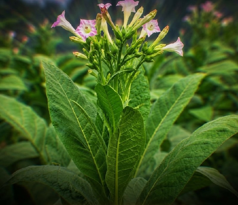Scientists have engineered tobacco plants to function as living factories for multiple psychedelic compounds.Researchers at the Weizmann Institute of Science in Israel successfully modified Nicotiana benthamiana, a close relative of tobacco widely used in plant biotechnology, to produce five powerful tryptamine psychedelics. These compounds are naturally found in “magic mushrooms,” certain plants, and the secretions of a toad species.The breakthrough could pave the way for more sustainable and scalable production of psychedelic medicines, which are currently under intense investigation for treating depression, anxiety, PTSD, and addiction.To achieve this, the team introduced nine genes from different organisms (fungi, plants, and animals) into the tobacco plants using a transient expression technique called agroinfiltration. This method temporarily delivers the genes without permanently altering the plant’s genome, allowing the plants to produce the compounds for a limited time.The modified plants synthesized psilocybin and its active form psilocin (from mushrooms), as well as DMT, bufotenin, and 5-MeO-DMT (the potent psychedelic from the Colorado River toad). Some plants were even engineered to produce all five compounds simultaneously.This plant-based approach offers a promising alternative to harvesting psychedelics from wild or cultivated natural sources, many of which face increasing pressure from habitat loss, overharvesting, and rising research demand. Using common agricultural plants as biological production systems could reduce costs and environmental impact.While the yields in this proof-of-concept study were relatively modest, the work demonstrates the feasibility of producing complex psychoactive molecules in greenhouse-grown crops. It builds on decades of research using plants to manufacture pharmaceuticals and opens new possibilities for future psychedelic therapies.[Berman P, et al. Complete biosynthesis of psychedelic tryptamines from three kingdoms in plants. Science Advances. 2026;12(14):eaeb3034. doi:10.1126/sciadv.aeb3034]Science and facts💡