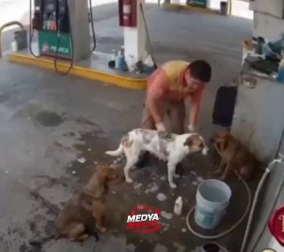 A gas station worker in Mexico lost his job for spending his hour off work washing stray dogs.
