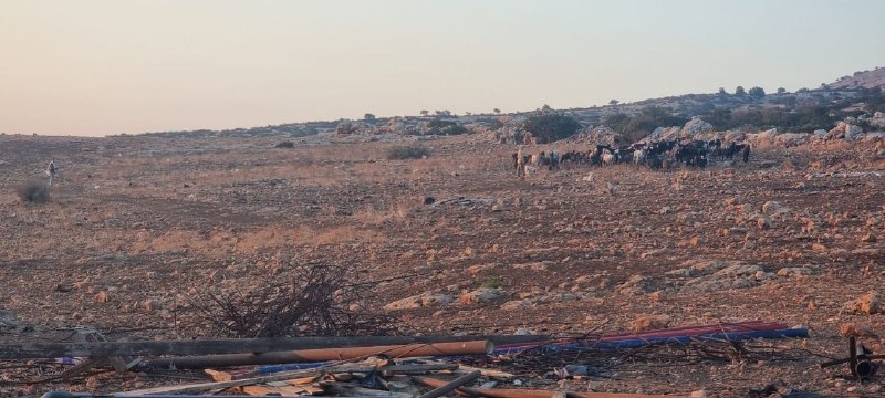 مستوطنون يرعون مواشيهم قرب قرية بيرزا شرق طوباس