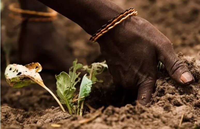The development of cooperation with 6 African countries is on the agenda of the Ministry of Agricultural Jihad