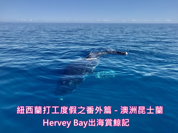 【澳洲】在昆士蘭Hervey Bay出海賞鯨 -多圖