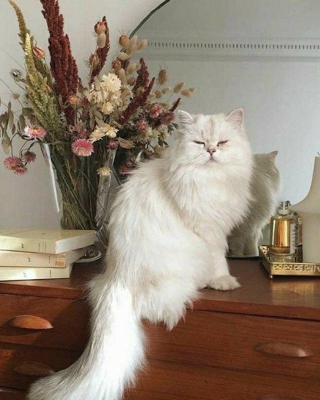 Очередная порция пушистых друзей в интерьере Please open Telegram to view this post VIEW IN TELEGRAM - изображение 4 - telegram, view, очередная