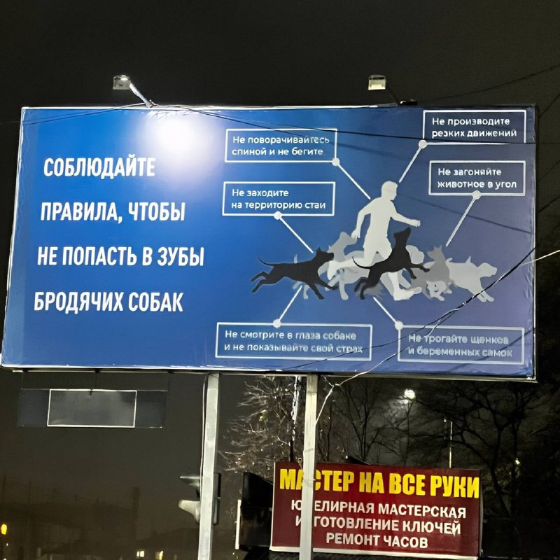 Проблема бродячих собак выходит на новый уровень. И дело не только в недавнем нападении на ребёнка, на которое обратил внимание сам глава СК. В городе, фото