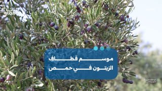 עונת הזיתים בחומס... בין ייצור בשפע לעלויות גבוהות.