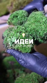 Как использовать мох в интерьере Можно подобрать решение для любого цветового ансамбля комнаты, от нежных пастельных тонов до глубоких изумрудных а... - изображение 1 - использовать, мох, интерьере