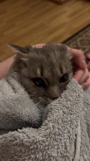 Пришли в гости к кошке Сашке и занялись банными процедурами. Клиент кажется не очень доволен