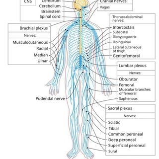 پرسش و پاسخ طب سنتی با رویکرد ارگوژنیر