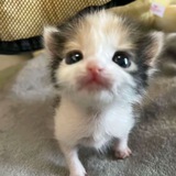 söpö pupu
