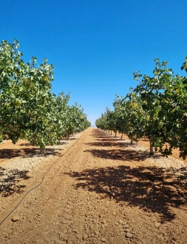 کاوان،سبزتر از همیشه..🌱: 📌 مدیریت باغات مسن ؛ از رکود تا بازگشت به پُرباری 🌳✨🔹 ویژگی باغات مسن:درختان با سن بالا معمولاً رشد رویشی و زایشی کمتری 