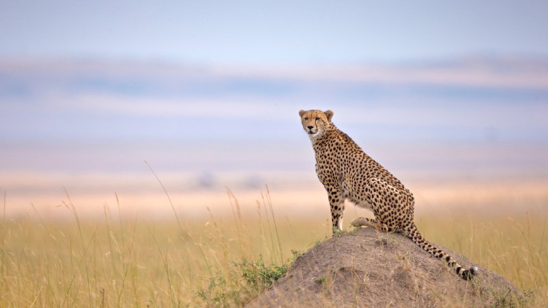Sprint for survivalCheetah in Maasai Mara National Reserve, Narok, Kenya (© Andy Rouse/naturepl.com)