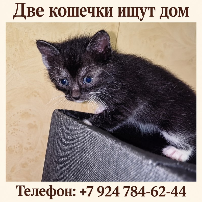 Двум кошечкам нужен дом. Их нашли вместе с мамой и...