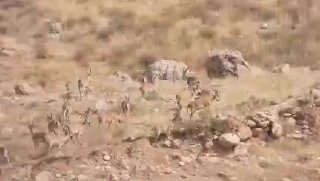 🎦 כמה מהיפות של שמורת חיות הבר קרמנשה