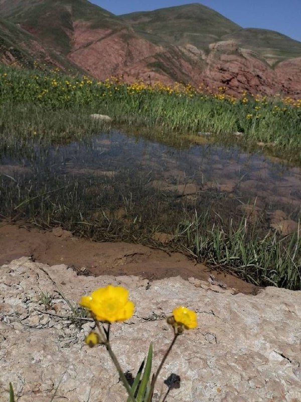یاشیل وطن _ اخبار روز: طبیعت زیبای زنوز 🌳🦋🌏 Rubika.ir/yashil_vatan_ir🌏 T.me/yashilvatan_ir🌏 eitaa.com/yashilvatan_irطبیعت زیبای زنوز 🌳🦋🌏 Rubika