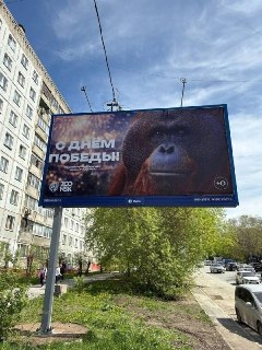 Зоопарк Новосибирска поздравил горожан с 9 Мая плакатом с орангутаном. Местная прокуратура начала проверку.Новосибирский зоопарк украсил город к 9 Мая баннерами с орангутангом по кличке Бату – старожилом и любимцем публики, ранее уже пытавшимся стать талис