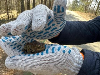 И к важным новостям. Тут подсчитали, сколько жаб смогли перенести через дорогу петербургские волонтеры: https://lentach.media/VKFdr
