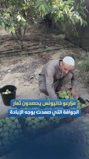 למרות הנסיבות וחוסר היכולות... חקלאי חאן יונס קוטפים פירות גויאבה שעמדו ברצח עם