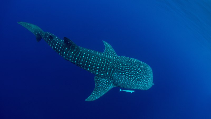 Being gentle to the giantsA whale shark in Cenderawasih Bay, West Papua, Indonesia (© Andy Lerner/Tandem Stills + Motion)
