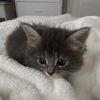 Telegram: Contact @cat_arab Telegram Group Link